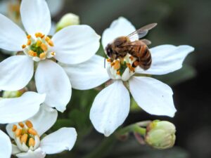 the organic vineyard of jacques frelin, showing the bee on the flower