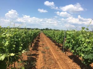 the lush green vineyard of jacques frelin vignobles with bright clear blue sky