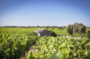 the beautiful, bright vineyard of domaine giraud