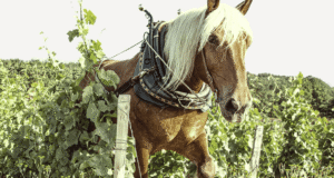 The Horse working at Cyprien Arluad Scritch/s vineyard