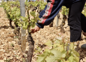 a picture of farming practices, hand harvest and hand picking grapes at the vineyard of Domaine Jean Fournier.
