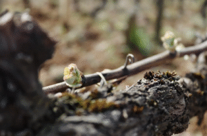 The budbreak or breaking of the leaves bud from the grape vine at Domaine Jean Fournier's vineyard