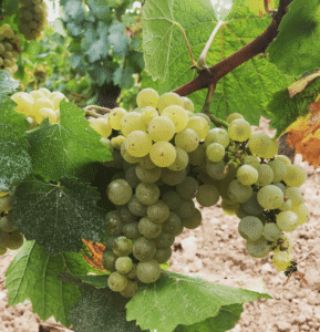the prestigious chardonnay grapes from les heritiers du comte lafon