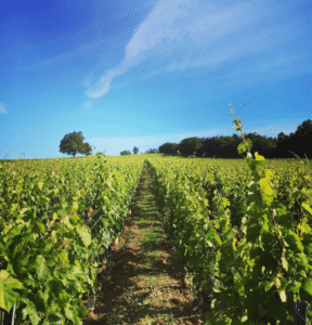 the beautiful blue sky and lush green vineyard of les heritiers du comte lafon