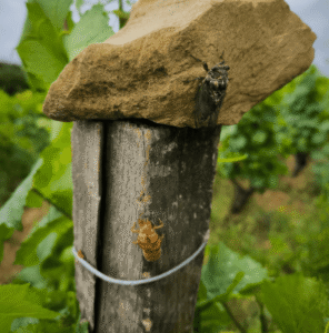 the limestone that is usually in the soil of les heritiers du comte lafon's vineyard