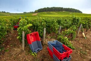 Harvesting work, hand-picked grapes at Domaine Hubert Lignier.
