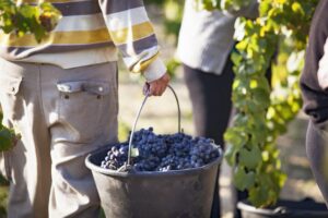 harvet time at domaine giraud