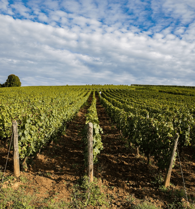 beautiful lush green vineyard of Anne et Jean-Francois Ganevat