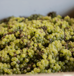 a collection of grape bunches at Anne et Jean-Francois Ganevat