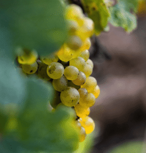 a beautiful green grape bunch at the vineyard of Anne et Jean-Francois Ganevat