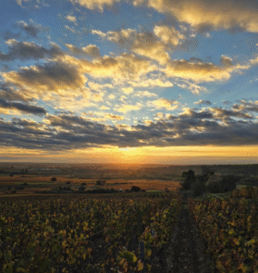 beautiful sunset at domaine michelot's vineyard